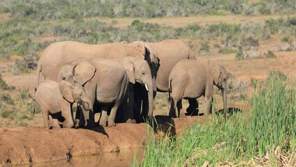 Wall Mural -  	■ African elephants drinking water - South Africa 05

African elephants (Loxodonta africana) drinking water, Addo Elephant National Park, South Africa
