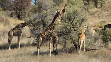 Poster - Giraffes (Giraffa camelopardalis) feeding on thorn trees, Kalahari desert, South Africa