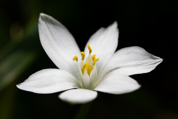 Wall Mural - spring flower star of bethlehem	