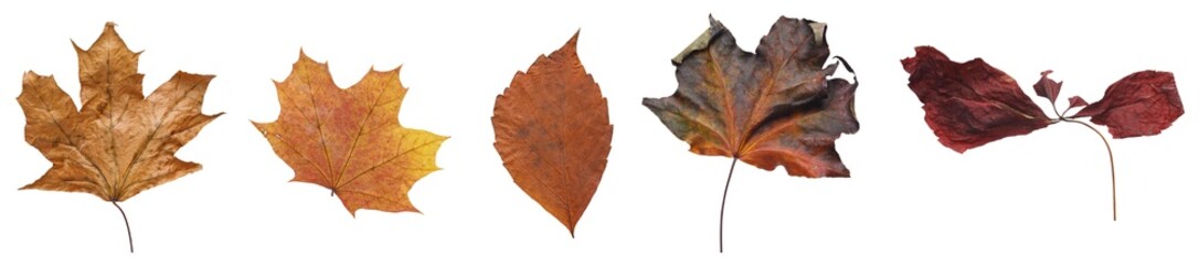 Wall Mural - set of autumn leaves isolated on white background. high resolution.