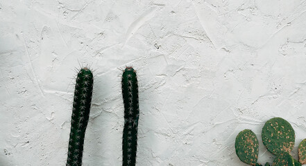 Leinwandbilder - Cactus on white concrete wall house texture abstract background.