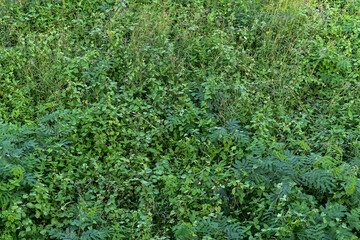 Poster - Green grass in forest. Nature background