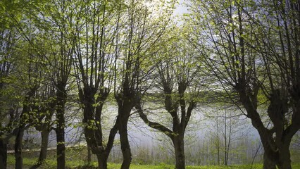 Sticker - Walk in the old park on a spring day. Long mysterious shadows on the path from the trunks of deciduous trees. Old trees in a green park on a sunny day. Small vintage wooden house with windows in the