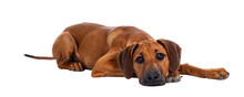 Cute Wheaten Rhodesian Ridgeback Puppy Dog With Dark Muzzle, Laying Down Side Ways Facing Front. Looking At Camera With Sweet Brown Eyes And Sad Face. Isolated Cutout On Transparent Background.