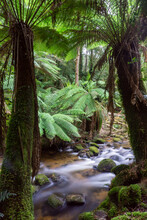 Tree Ferns By A Stream With Soft, Flowing Water