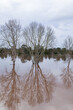 © Austockphoto - Wintery trees in flood during natural disaster event