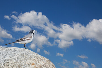 seagulls