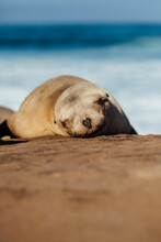 Close-up Of Sea Lion Sleeping On Rock