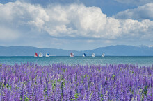 A Group Of Sailboats Are Out For An Afternoon Sail In Lake Tahoe, California.