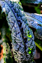 Kale Leaf With Frost