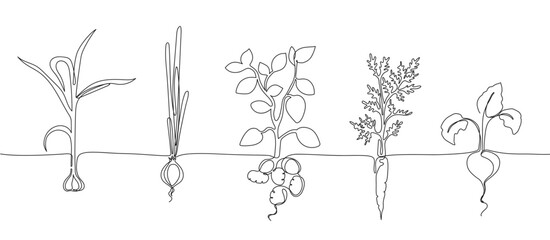 One continuous line vegetable row. Hand drawn growing root crops, organic garlic, onion, potato and carrot veggies vector Illustration