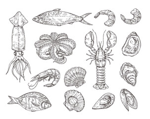 Sketch seafood. Hand drawn lobster, scallops, squid and octopus. Shellfish, shrimp and sea fish vector illustration set