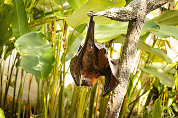 Flying fox hanging upside down on the tree