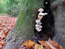 Wild Mushrooms Growing On The Tree Bark In The Forest