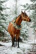 Beautiful bay horse in winter in Christmas decorations