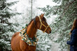 Beautiful bay horse in winter in Christmas decorations