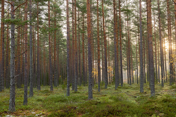  Tree forerst landscape in north of Sweden. Forest therapy and stress relief.