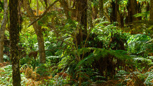 Vegetation And Fern In The Tropical Jungle Of Reunion Island
