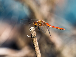 Poster - bright red Autumn Darter dragonfly on a stick 2