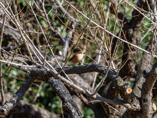 Poster - bullheaded shrike perched in a Japanese orchard 2