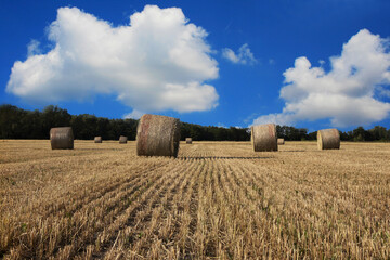 Wall Mural - Landscape of cultivated fields with bales of hay