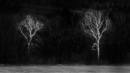 A painterly and oil painting look of two white Sycamore trees.  White trees stand out against the woods behind them in Windsor in Upstate NY.