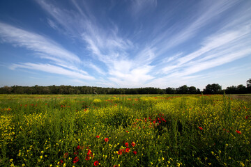 Wall Mural - Landscape of the Po Valley with cultivated fields