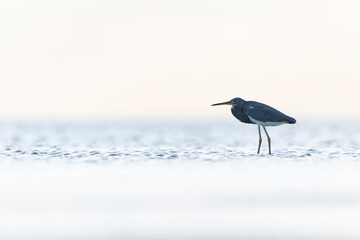 Wall Mural - A tricolored heron (Egretta tricolor) foraging at the Texas coast.