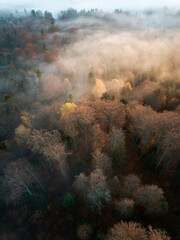 Wall Mural - Aerial view of foggy forest with bright sunrise rays shining through branches in autumn mountains.