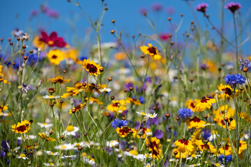 Wall Mural - Colourful wildflowers blooming outside Savill Garden, Egham, Surrey, UK, photographed against a clear blue sky.