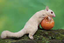 A Young Albino Sugar Glider Is Eating An Orange That Has Fallen On The Moss-covered Ground. This Mammal Has The Scientific Name Petaurus Breviceps.