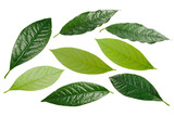 Fototapeta  - Avocado leaves (Persea americana) isolated png