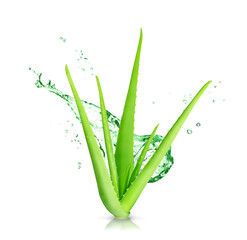 Leaf of Aloe Vera plant isolated on white or transparent background.