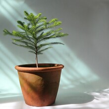  A Small Potted Norfolk Island Pine With Natural Light On White Background 