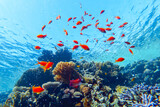colorful corals and exotic fishes at the bottom of the red sea. beautiful natural summer background
