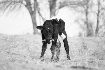Sticker - Face of young calf in Texas farm field during winter season in black and white.