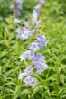 Penstemon 'Sour Grapes' - purple flowers on green background