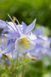 Aquilegia caerulea Kirigami Light Blue and White - charming herbaceous perennial with mix of light blue and white shade flowers