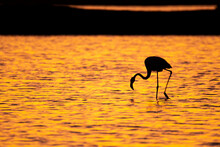 Greater Flamingo Drinking Water During Sundown