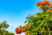 Beautiful Tropical Flame Tree Red Flowers Flamboyant Delonix Regia Mexico.