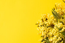 Mimosa Fresh Flowers On Yellow Background, Copy Space, 8 March Day Background, Mimose Is Traditional Flowers For International Womans Day 8 Of March, Copy Space