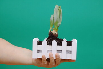 A girl holds a tulip seedling in her hands against a white fence. in the form of a basket. horticultural concept. Plant transplant concept	