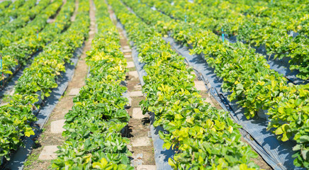 Green fresh tea or strawberry farm, agricultural plant fields in Asia. Rural area. Farm pattern texture. Nature landscape background. Chiang Mai, Thailand.