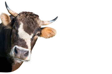 Funny cow head from farm in PNG isolated on transparent background