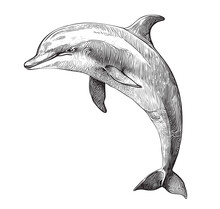 Cute Dolphin Sketch Hand Drawn Engraving Style Vector Illustration