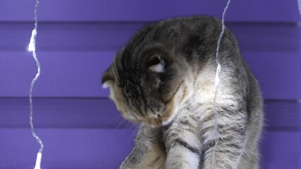 Wall Mural - Closeup domestic lop-eared red adult cat of British breed washes his tongue on purple background