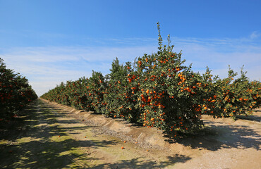 Sticker - Tangerine orchard - California