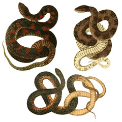 Botanical illustration of different types of snakes on a white background