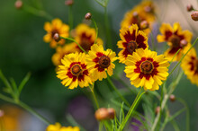 Creopsis Tinctoria Garden Golden Tickseed Bright Yellow And Red Flowers In Bloom, Calliopsis Ornamental Flowering Plant
