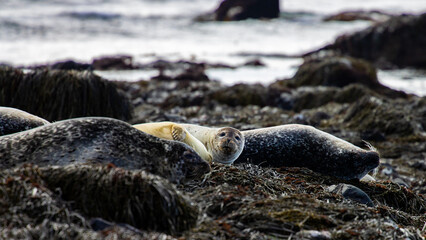 Wall Mural - A group of cute, adorable, beautiful harbor seals resting on algae-covered rocks on the shore at low tide. The seals were captured on Ytri Tunga beach on the Snæfellsnes peninsula, Iceland